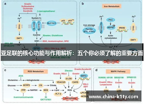 亚足联的核心功能与作用解析：五个你必须了解的重要方面